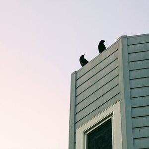 Meet your Posher, Molly